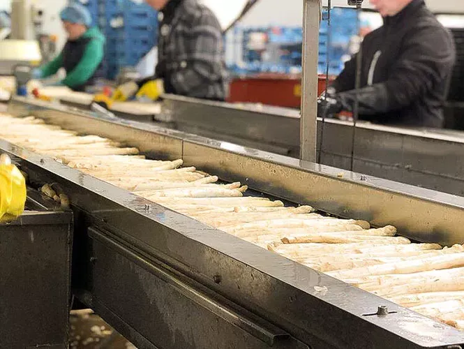 Fresh asparagus being sorted and processed